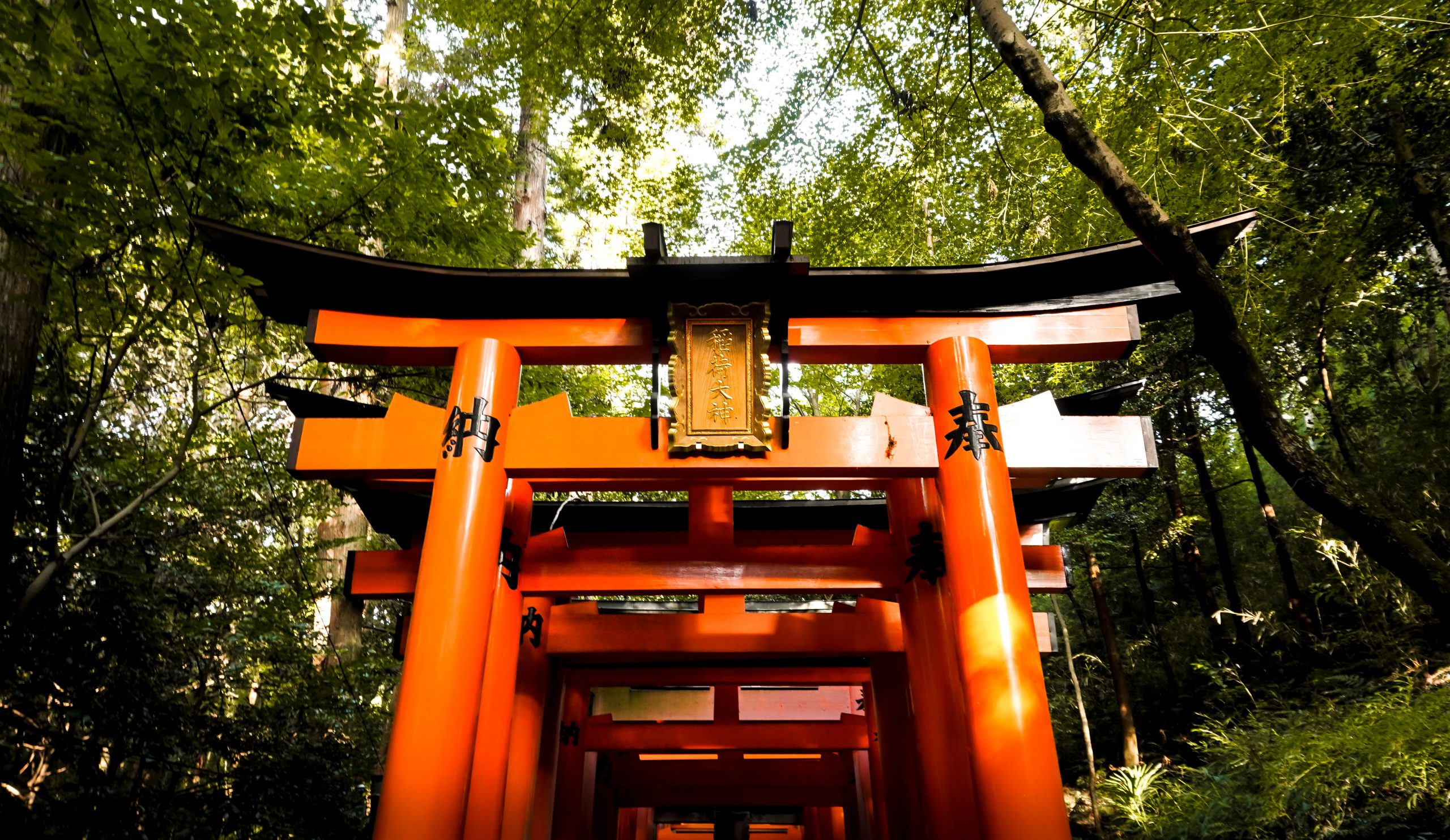 Porte torii